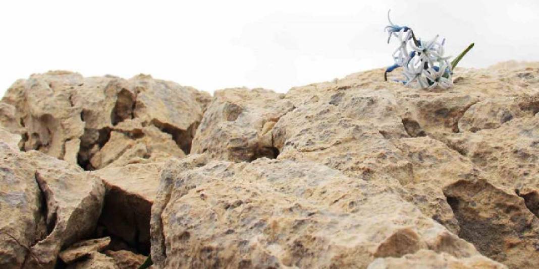 Karlar eridi altından çıkan kaya sümbülü görsel şölen oluşturdu! 3